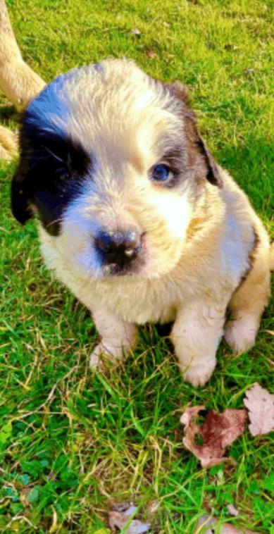 Saint Bernard - Photo 1