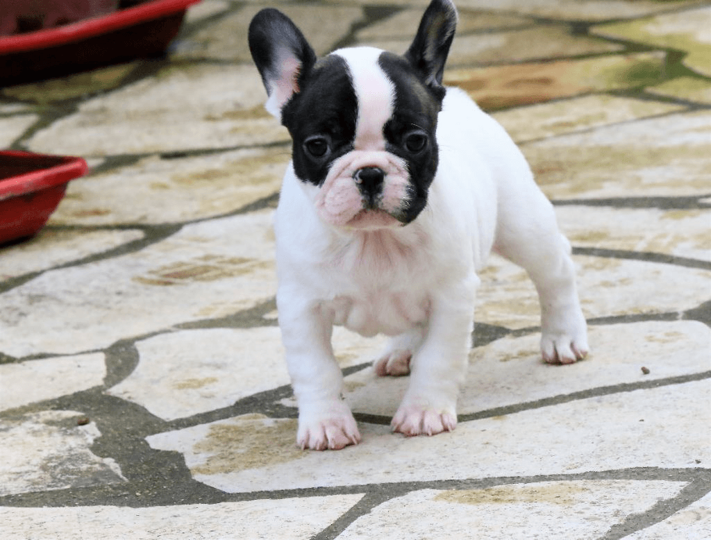 Chiot Bouledogue Français