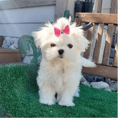 Adorable chiot bichon maltais femelle à donner - Photo 1