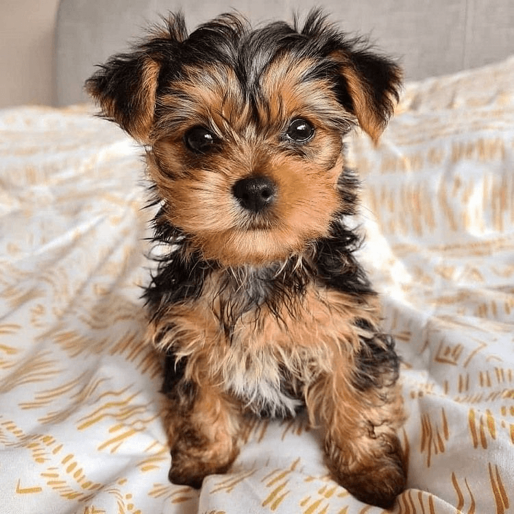Chiots Yorkshire terrier - Photo 1