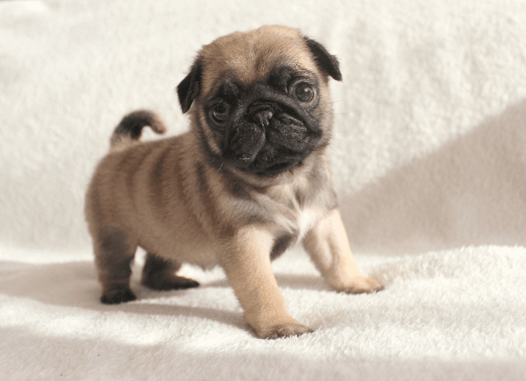 Mignon Chiot Carlin - Photo 1