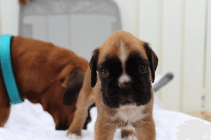 Chiots boxer - Photo 1