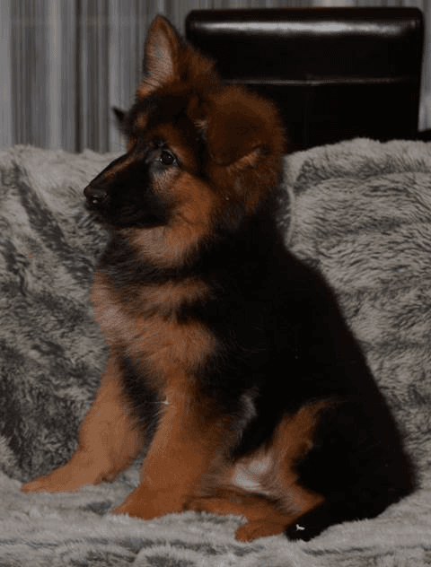 Chiots Berger Allemand - Photo 1