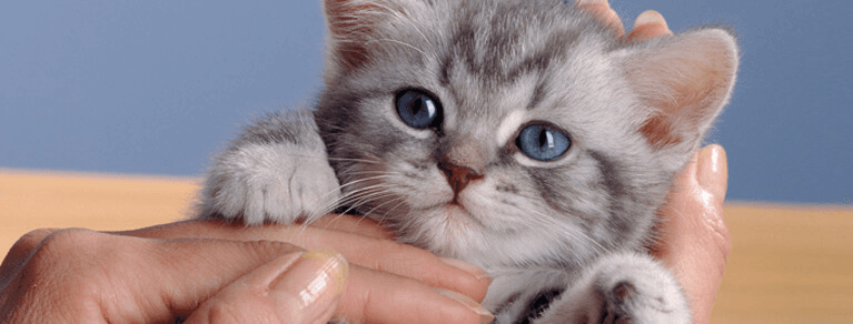 Chat - Photo 1