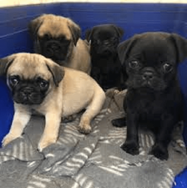 Chiots carlin disponibles - Photo 1
