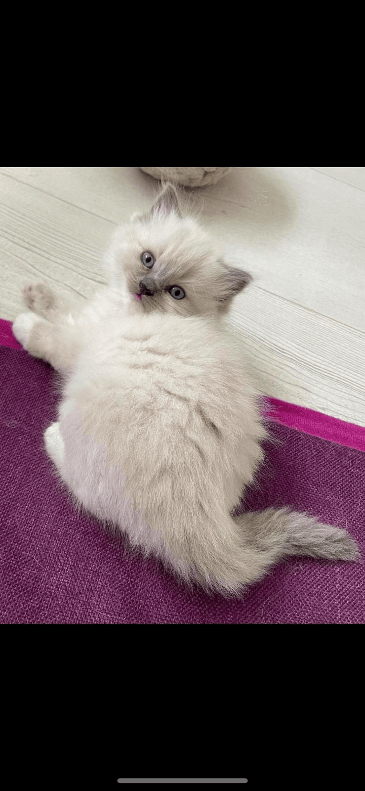 Chaton ragdoll - Photo 1