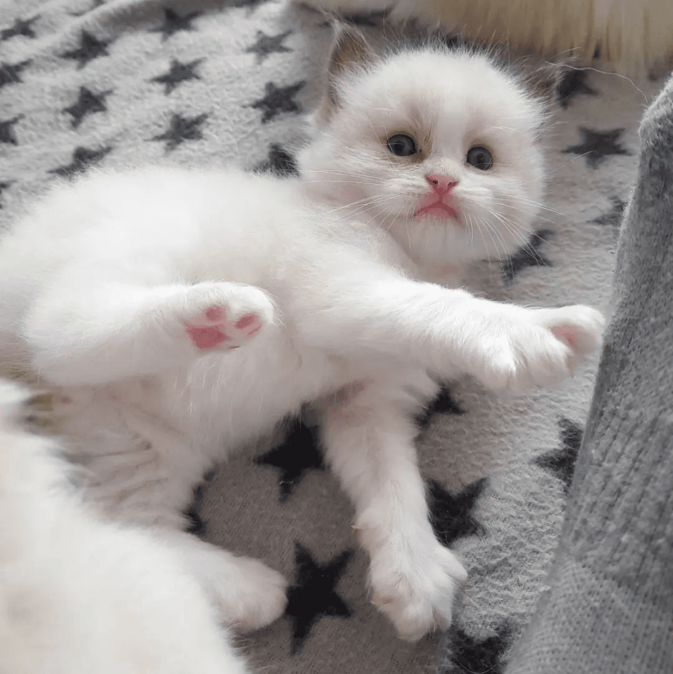 Chaton ragdoll