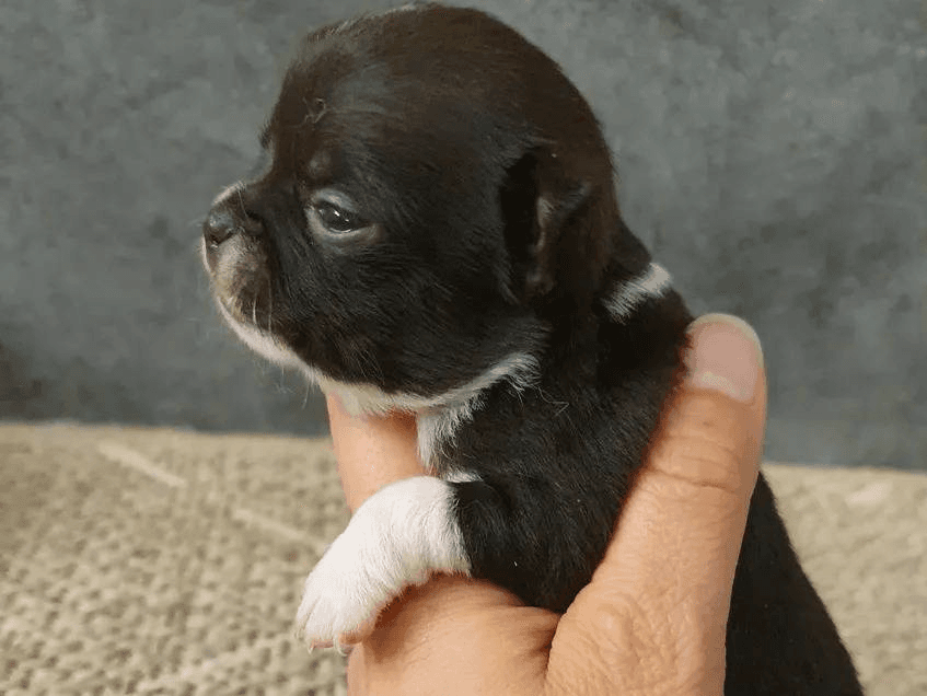 4 chiots Chihuahua