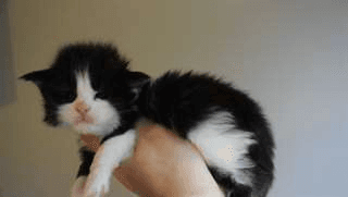 chatons maine coon à donner contre bons soins - Photo 1