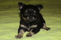 A adoptez Chiot Chihuahua Femelle - Photo 1