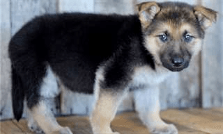 Chiot berger allemand
