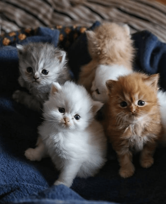 Chat persans - Photo 1