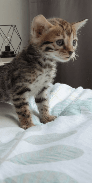 Chaton bengal - Photo 1