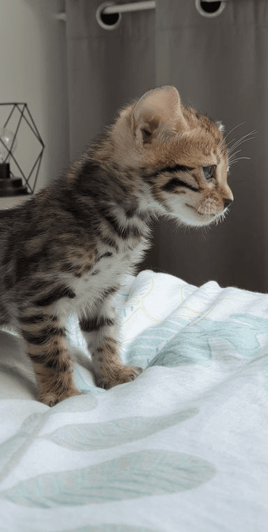 Chaton bengal