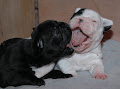 A donner 2 Petite boule bouledogue français femelle et Mâle - Photo 1