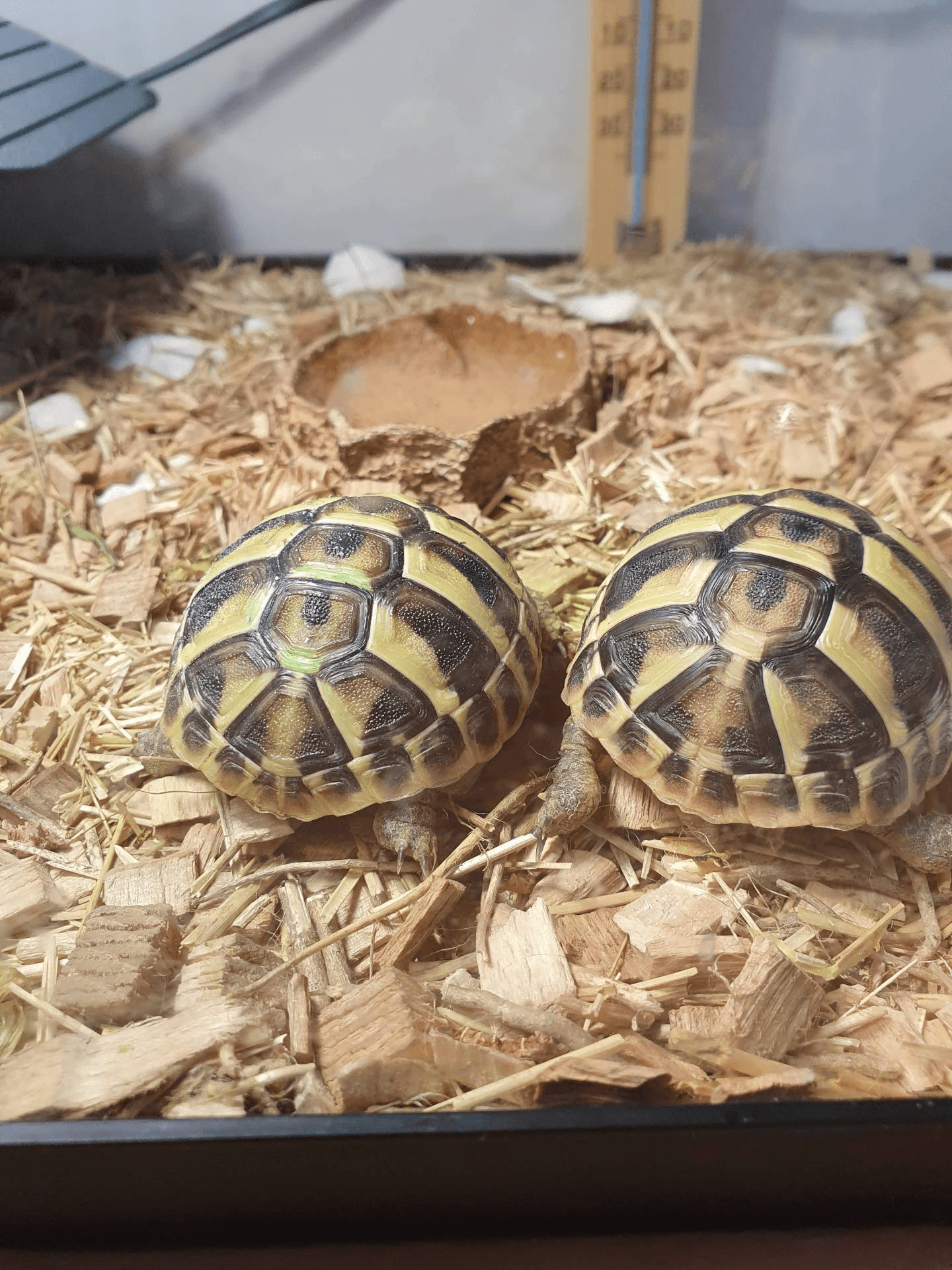 Superbes Tortues terrestres Hermann Testudo Hermanni Hermanni