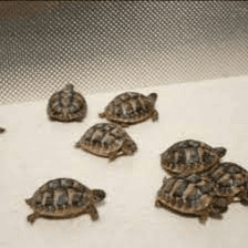 Superbes Tortues terrestres Hermann Testudo Hermanni Hermanni - Photo 1