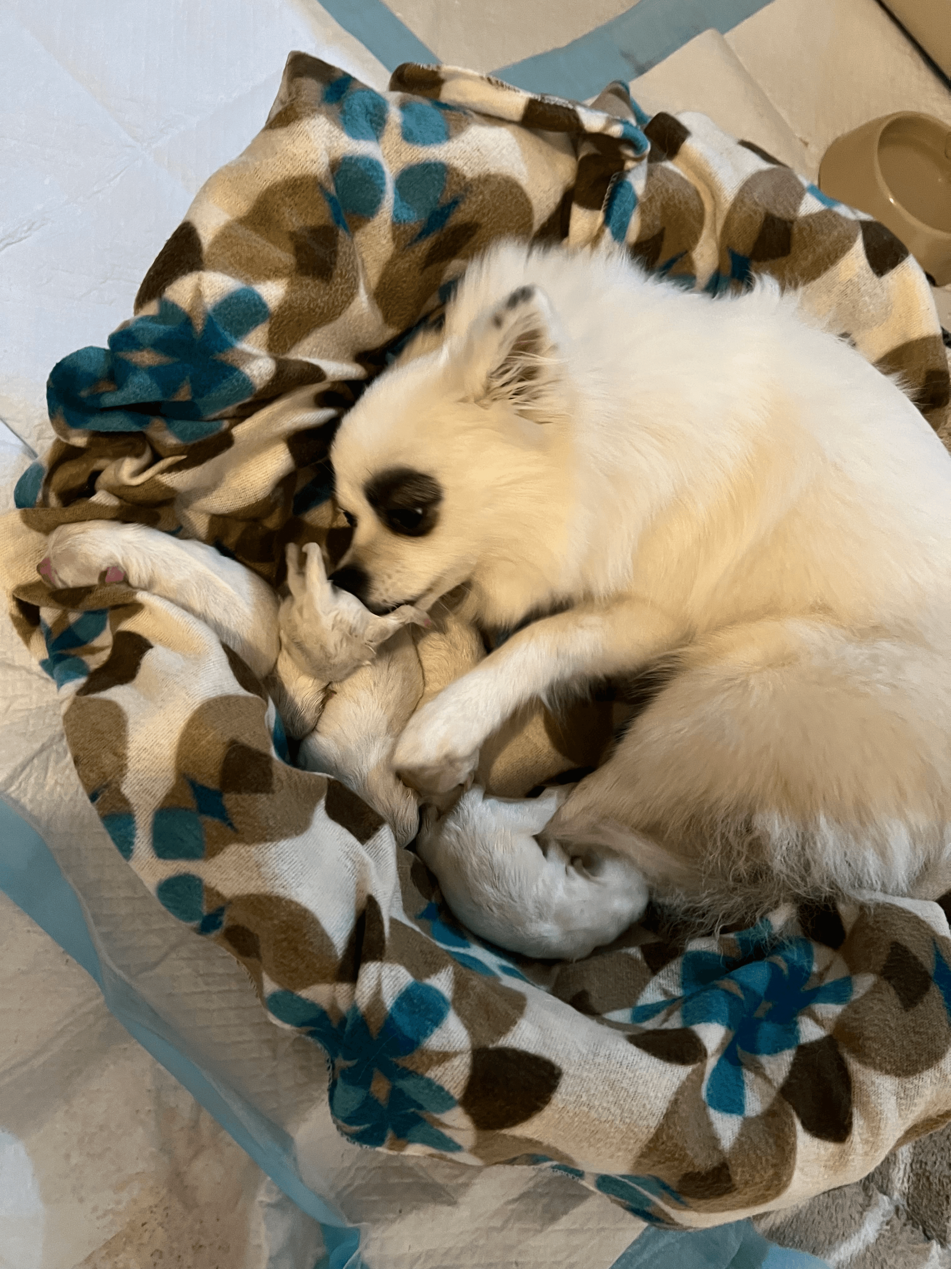 chiots spitz poméranien à vendre