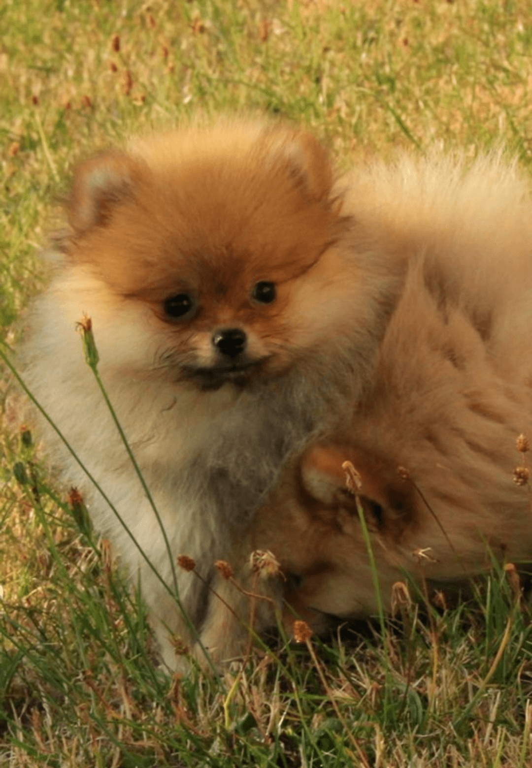 Je met en vente mon chien