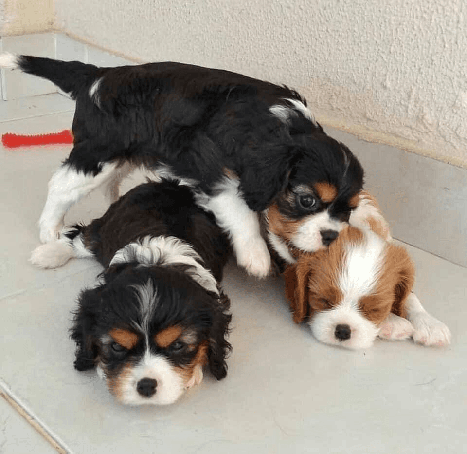 Chiots Cavalier King Charles Spaniel - Photo 1