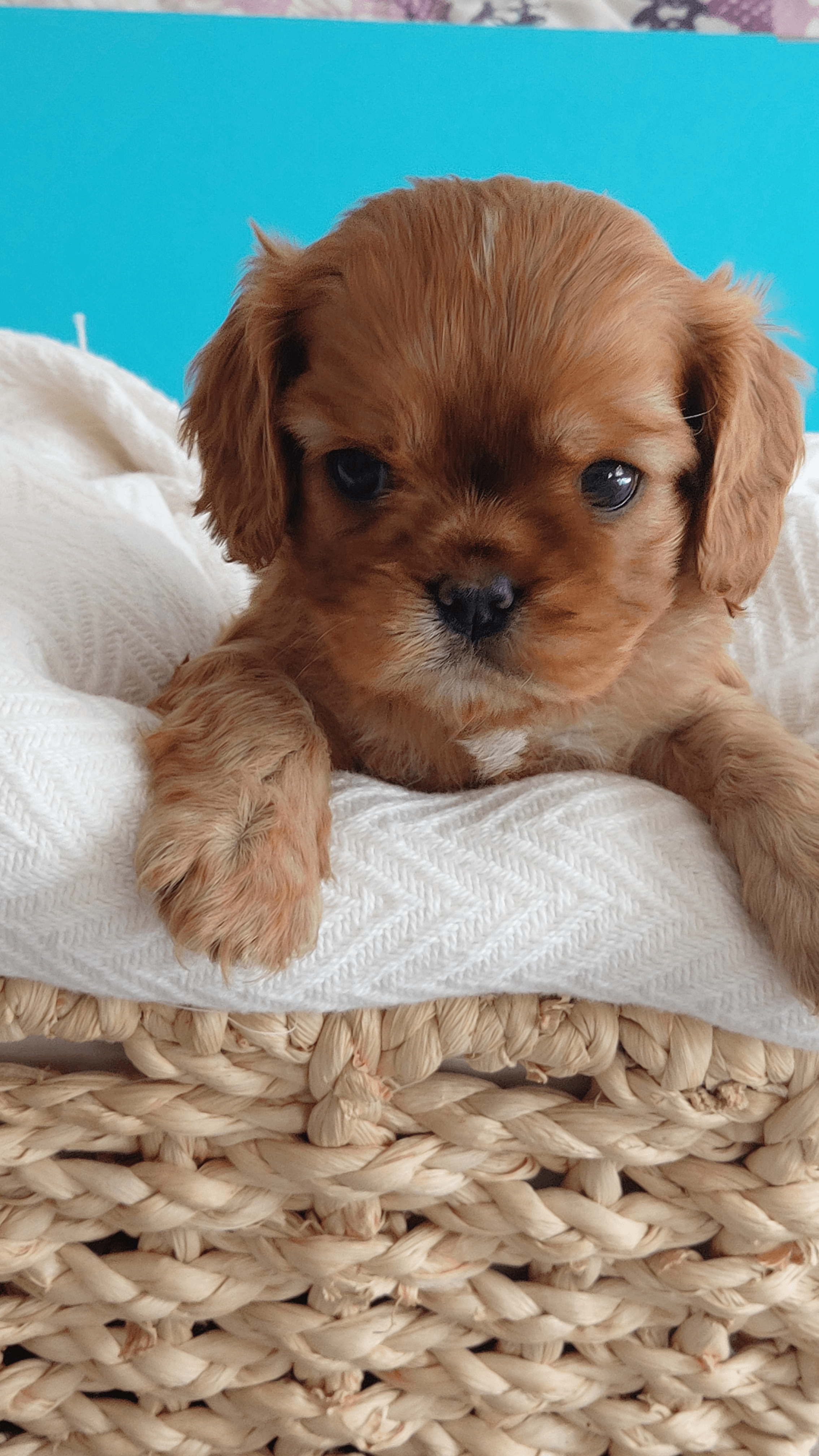 Chiots cavaliers king charles rubis - Photo 1