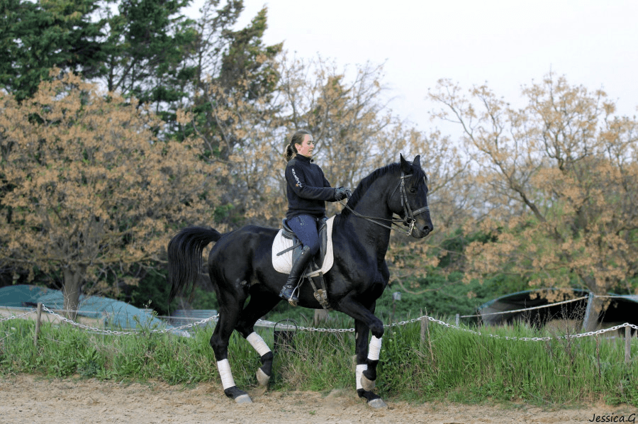 Vente de cheval