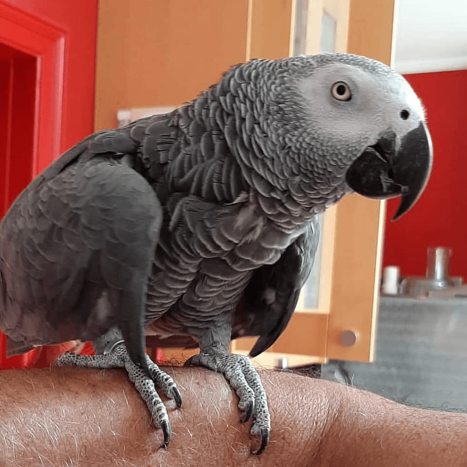 Perroquet Gris du Gabon