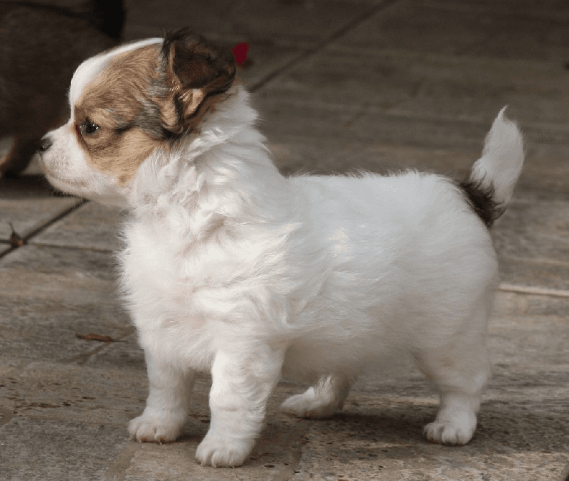 Une petite chiots chihuahua femelle poils long - Photo 1