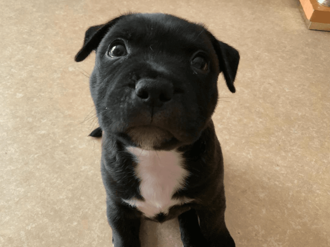 Staffie deux chiots male femelle