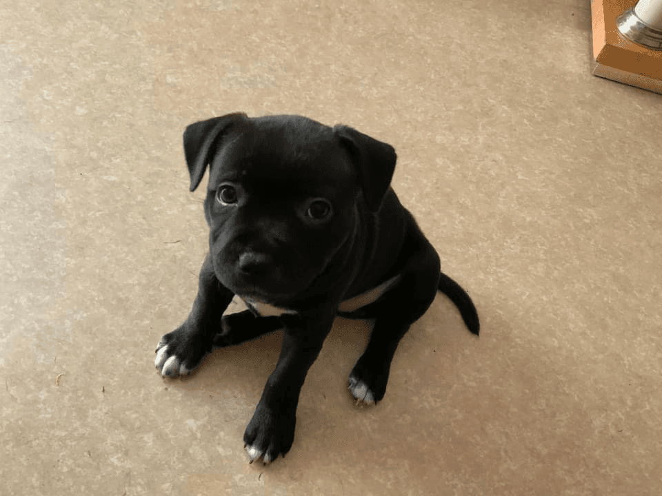 Staffie deux chiots male femelle - Photo 1