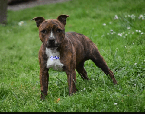 Jeune Staffordshire Bull Terrier Staffie Staffy - Photo 1