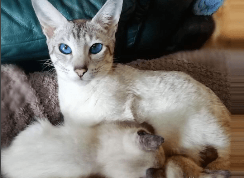 Magnifique chaton à adopter