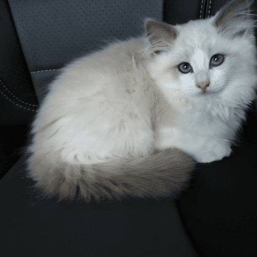 chatons ragdoll