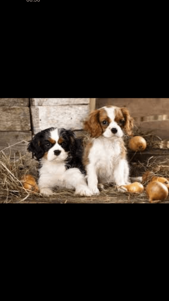 Chiots cavalier king Charles - Photo 1