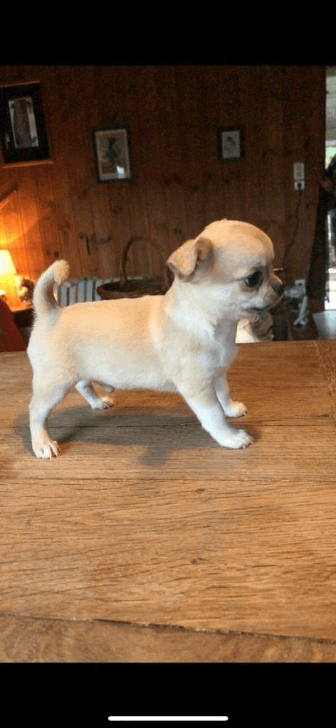 Chiots Chihuahua - Photo 1