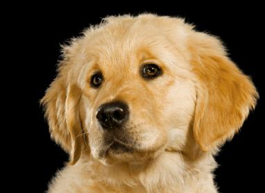 chiots Berger Allemand