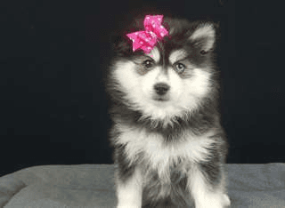 Chiot type pomsky, très câline à donner - Photo 1