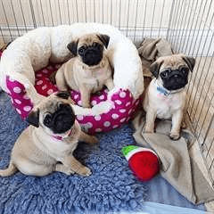 chiots carlin (pug) à donner urgemment - Photo 1