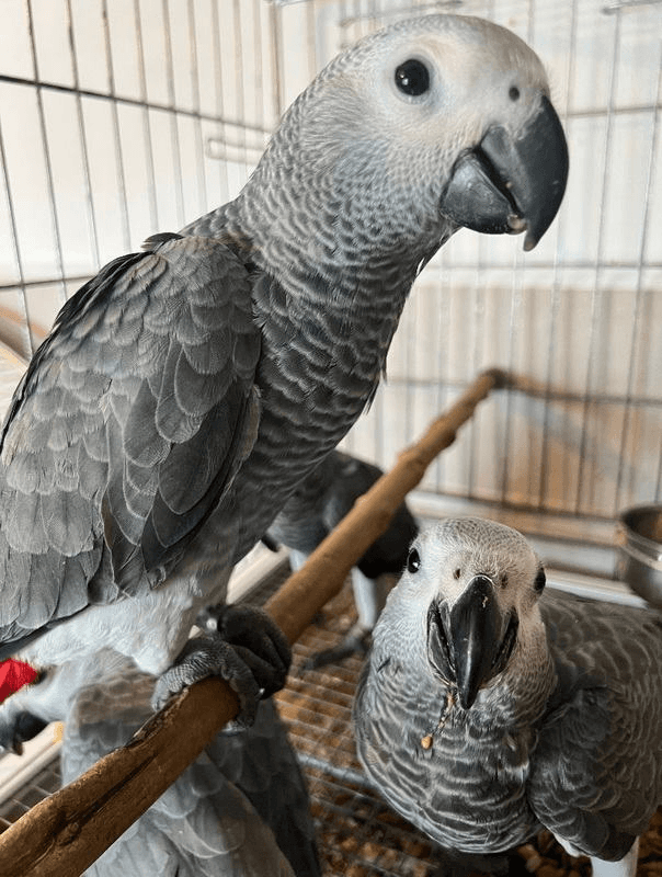 PERROQUET GRIS DU GABON ELEVE A LA MAIN