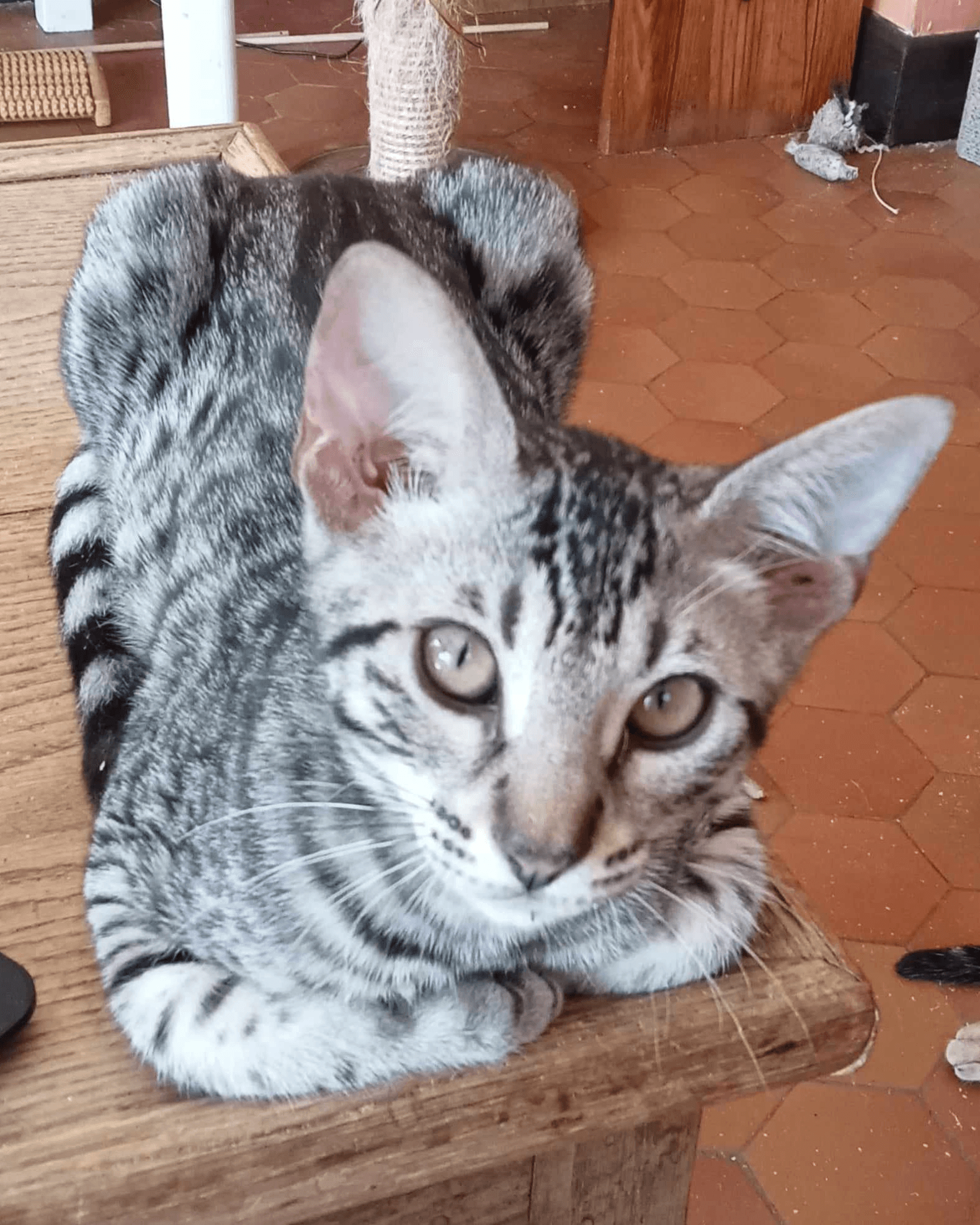 Unique en France! Jeunes cheetoh (mini guépards) à adopter - Photo 1