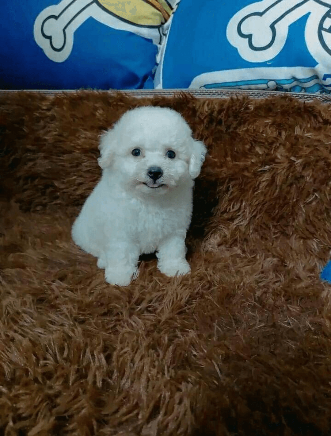 Bichon frisé