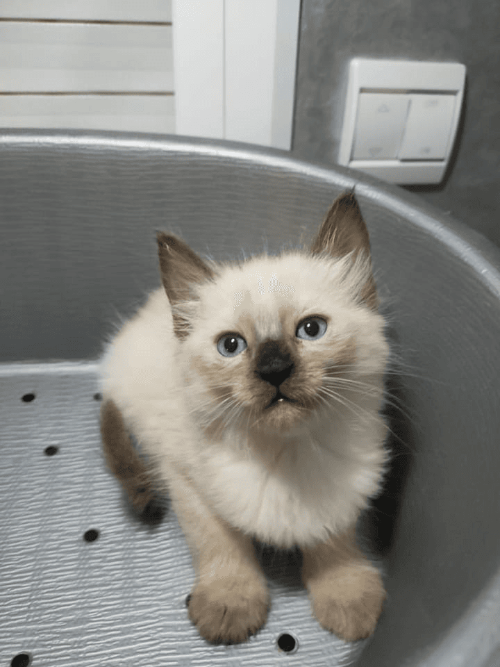 Chatons Ragdoll à la recherche d'une famille aimante et sérieuse.