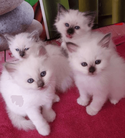 Chaton de birmanie