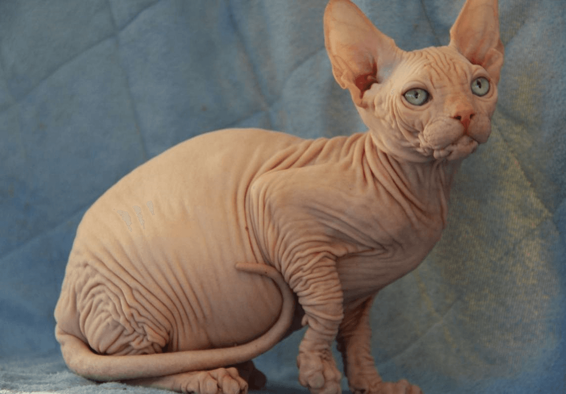 chaton sphynx loof