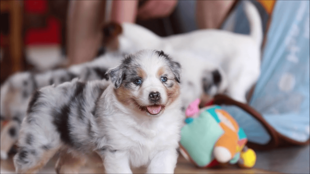 Adorables chiots berger australien lof