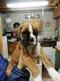 Superbes Chiots boxer lof