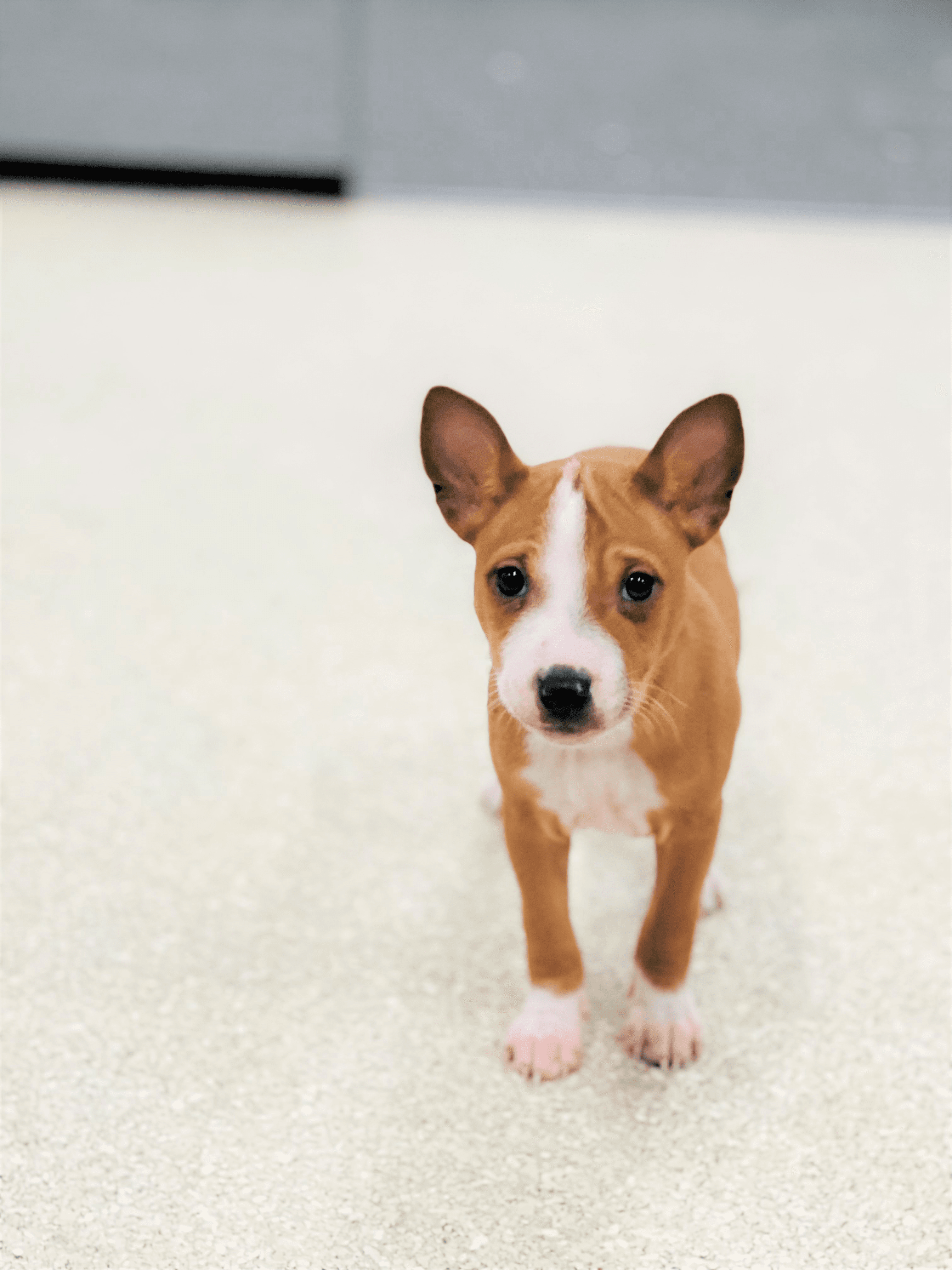 basenji