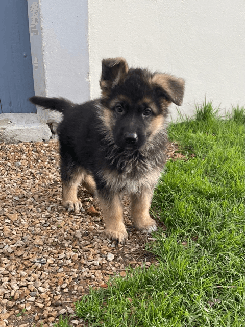 Ventes de chiens - Photo 1