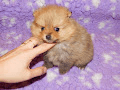 A donner jolie chiot spitz allemand femelle - Photo 1