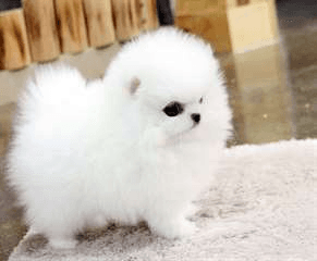 Don magnifique chiot Pomeranien propre, sociable, - Photo 1